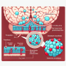 Blood-brain barrier penetration of trestolone enantato